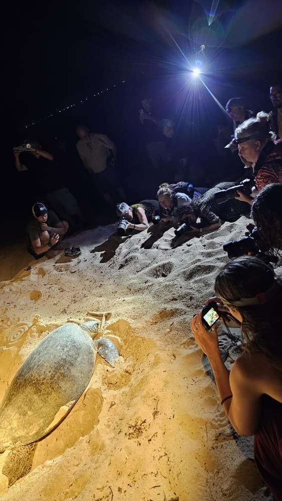 Guests quietly watching a nesting turtle at night.