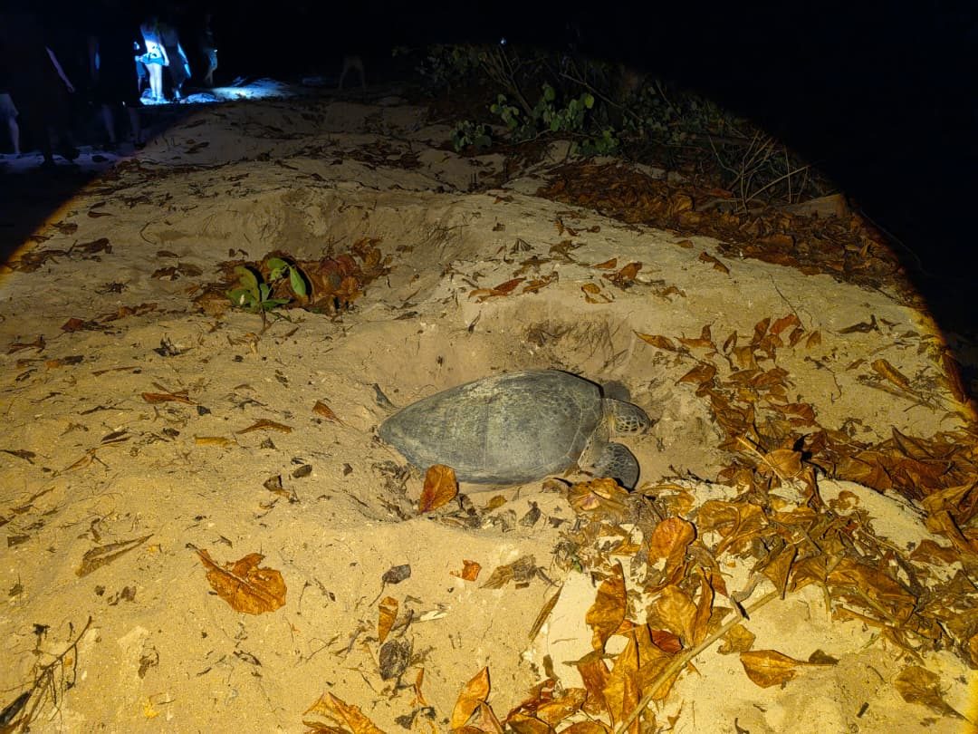 A green turtle digging her nest on the beach.