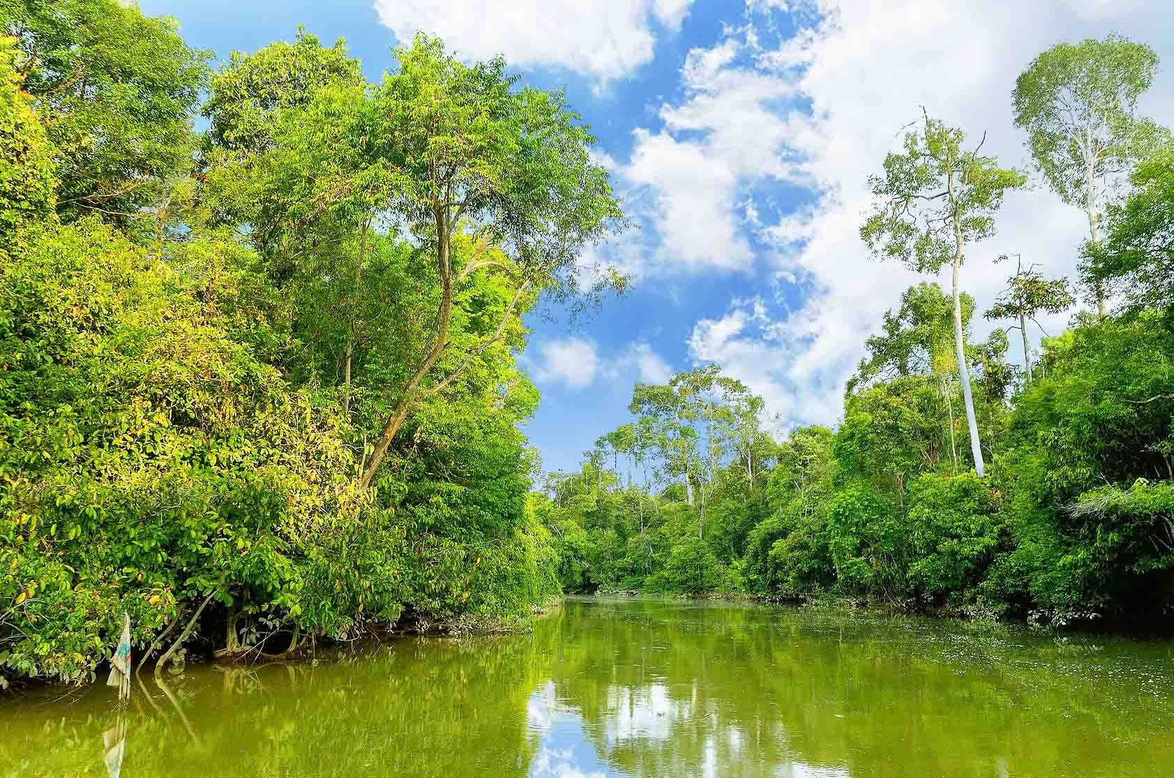 Daytrip Kinabatangan
