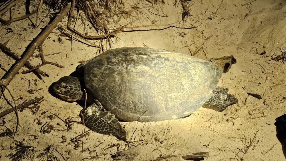 3D2N Kinabatangan – Selingan Island