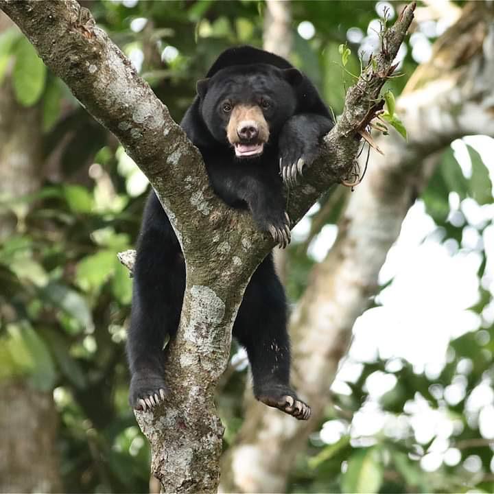 3D2N Sepilok/Labuk Bay – Kinabatangan