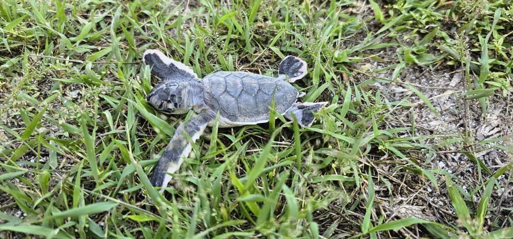 A green turtle hatchling heading for the sea.