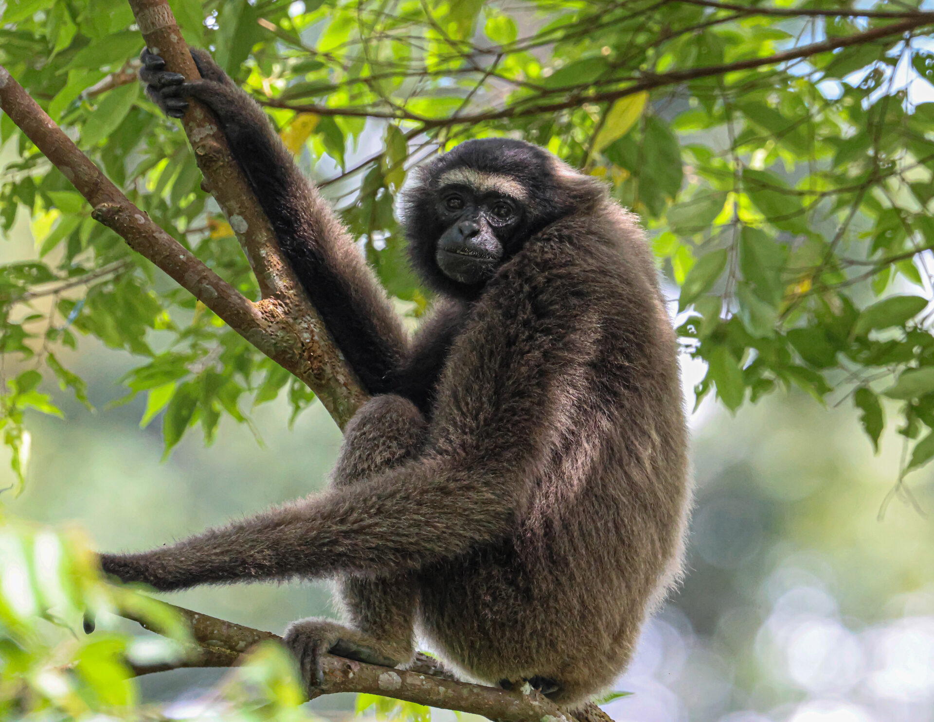 Bornean gibbon