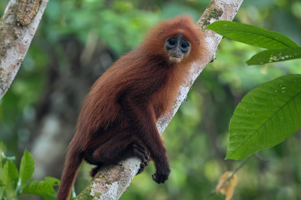 Maroon langur (red leaf monkey)