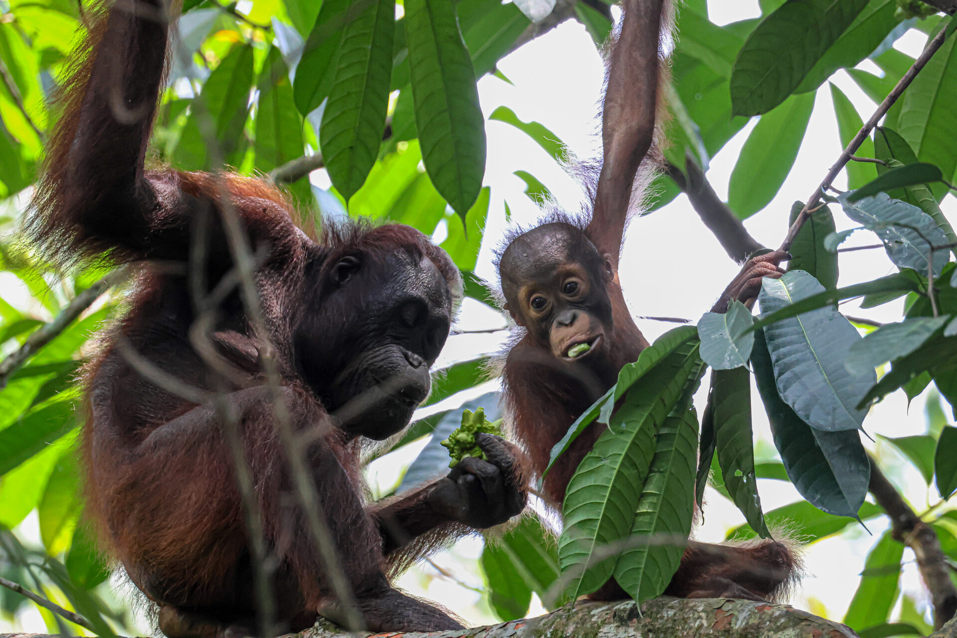 Full Day Sepilok – Kabili Forest