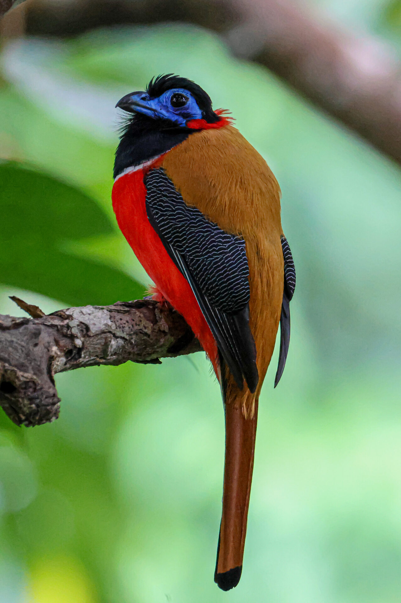 Red-naped trogon