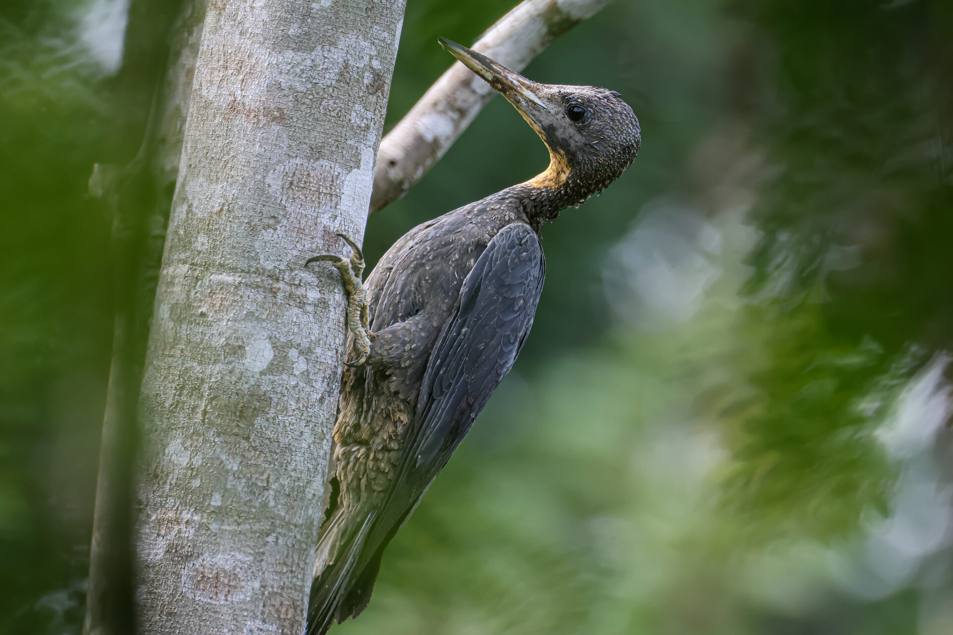 Great slaty woodpecker